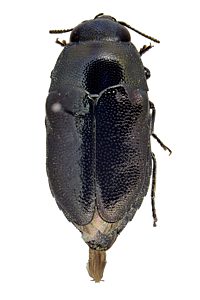 Neocuris crassa, PL1873, female, from Melaleuca lanceolata, MU, 5.5 × 2.8 mm